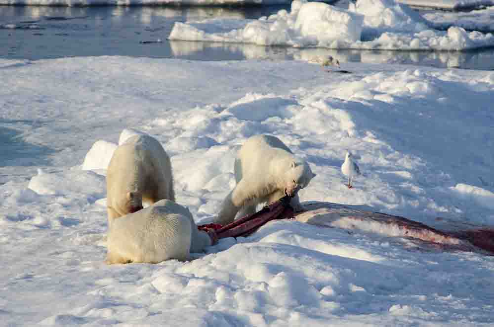 80 - Osos Polares - islas Svalbard - Noruega
